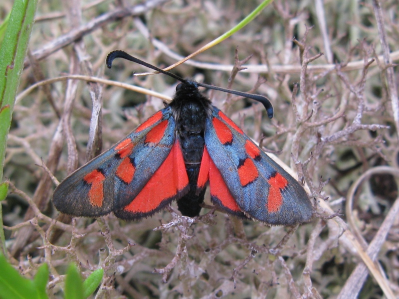 Zygaena oxytropis???